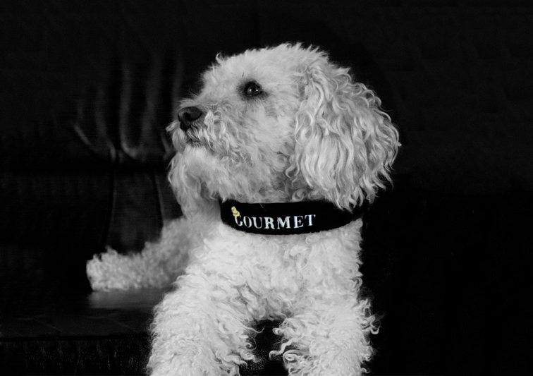 Sina Holste · Grafik Design & Illustration