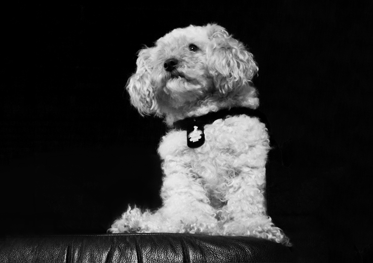 Sina Holste · Grafik Design & Illustration