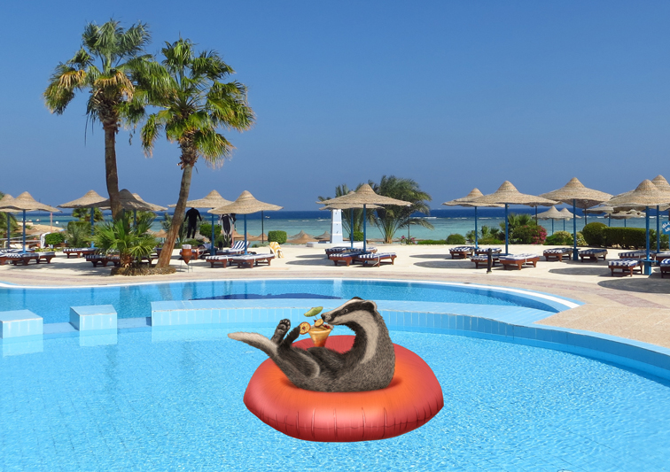 Illustration eines Dachs im Schwimmreifen mit Cocktail in Pool Bildwelt