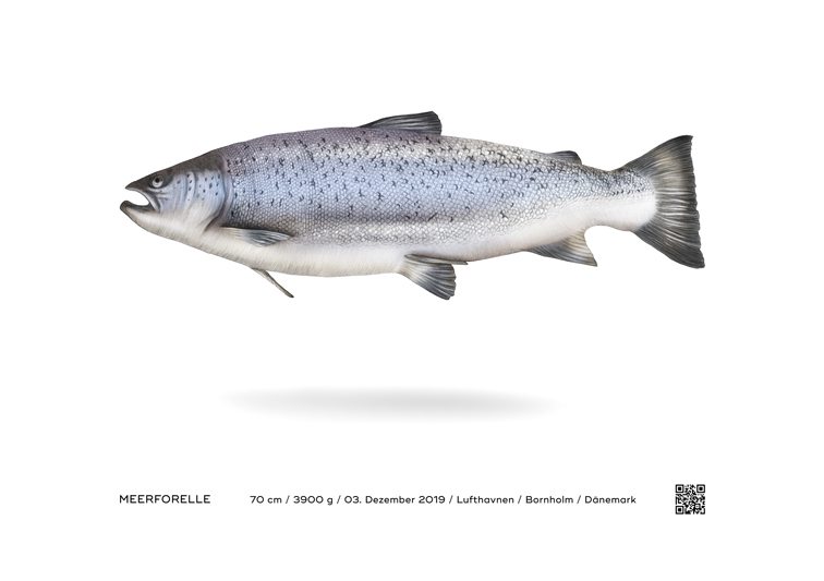 Sina Holste · Grafik Design & Illustration