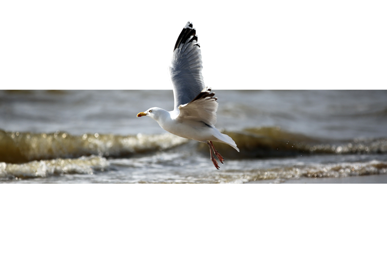 Sina Holste · Grafik Design & Illustration