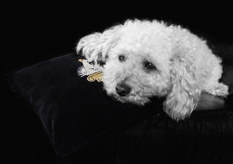 Sina Holste · Grafik Design & Illustration