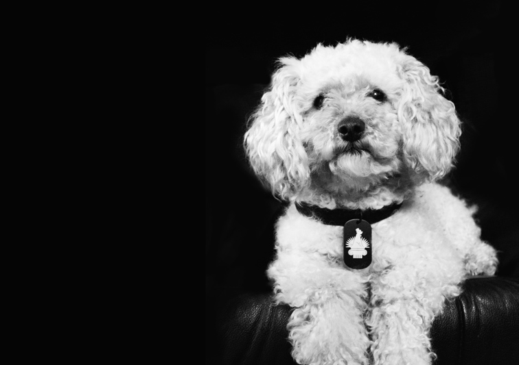 Sina Holste · Grafik Design & Illustration