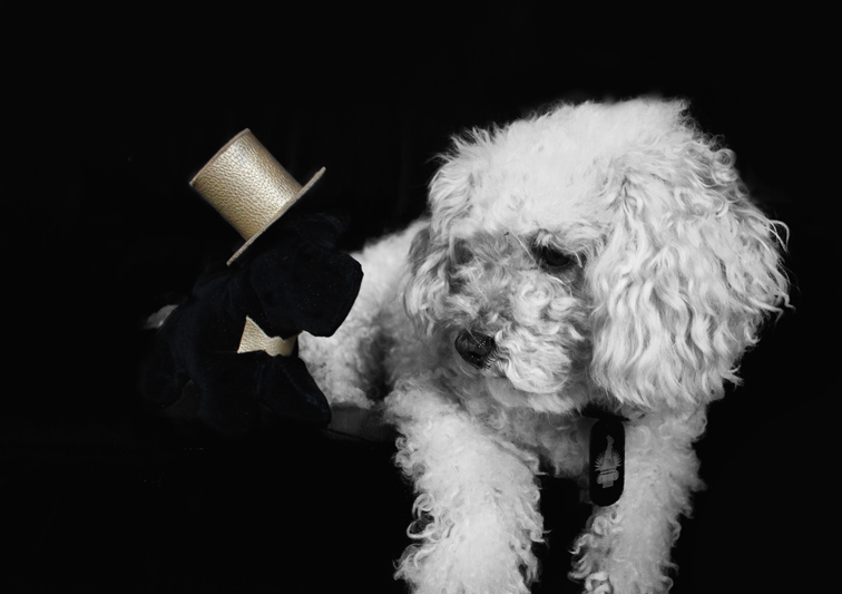 Sina Holste · Grafik Design & Illustration