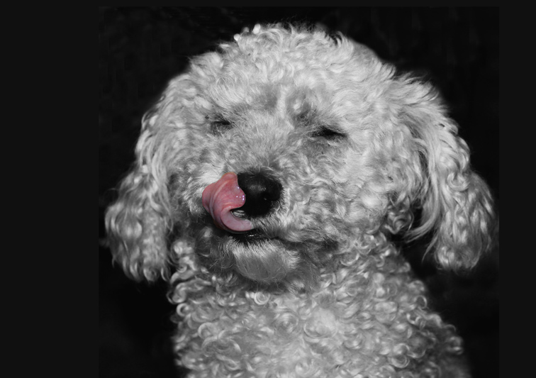 Sina Holste · Grafik Design & Illustration