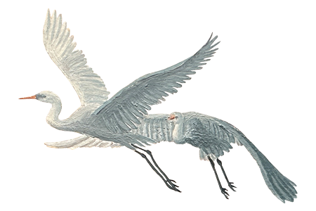 Illustration handgemaltes Artwork mit fliegenden Silberreihern