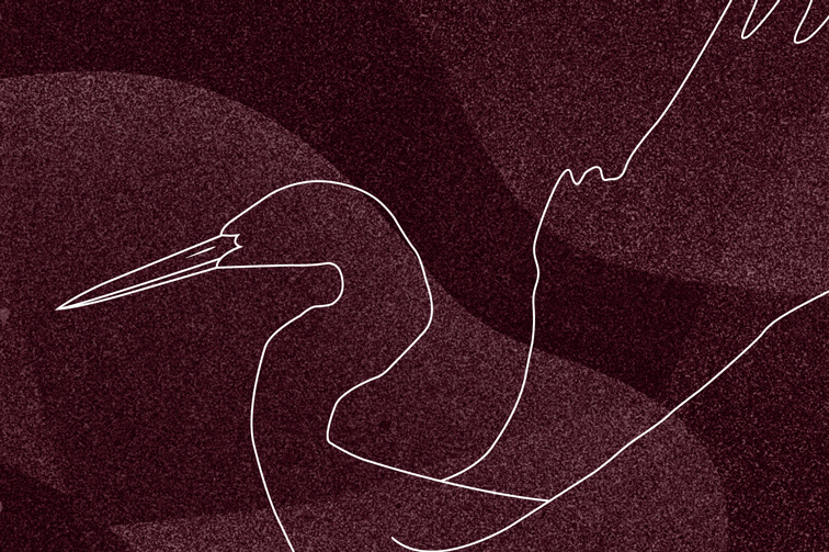 Animierte Grafik mit Aufbau einer modernen, detailliert von Hand gezeichneten Silberreiher Line Art Grafik